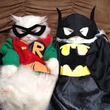 Batman Robin cats