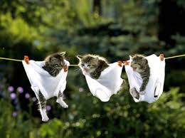 cats clothesline