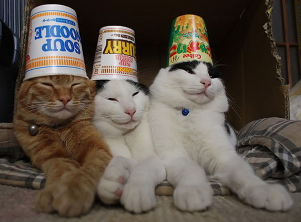 cats_with_hats