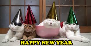 new-years-cats