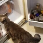 Cleaning Out the Fridge